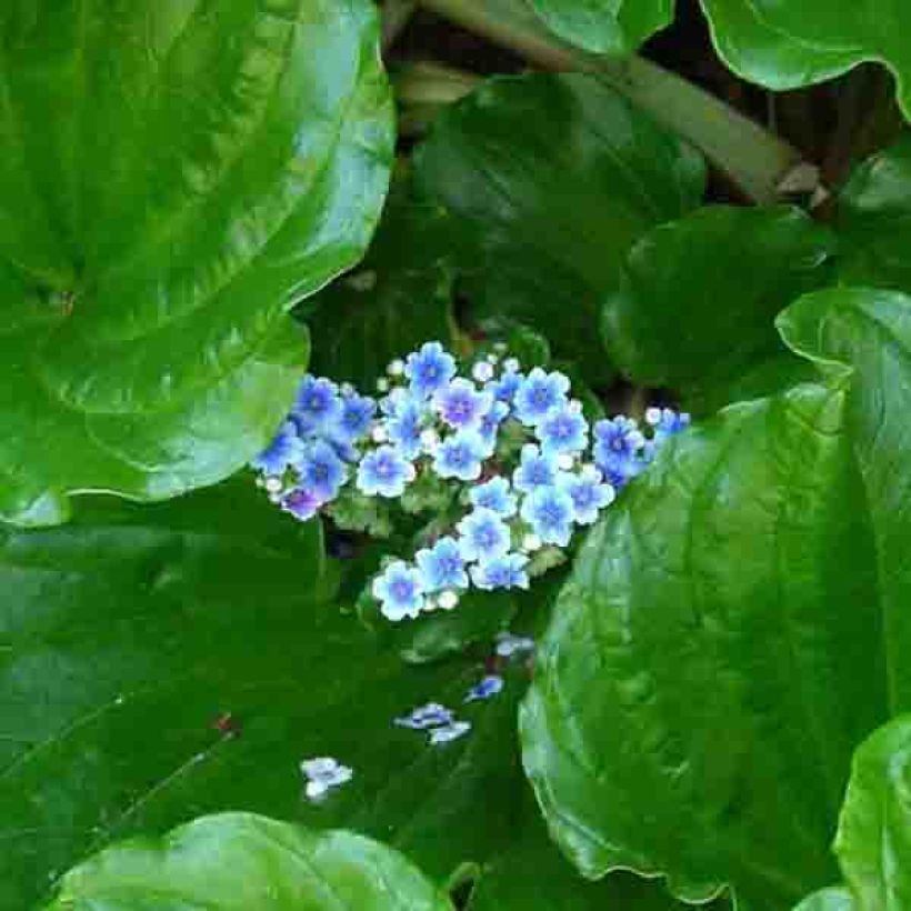 Myosotidium hortensia (Fioritura)