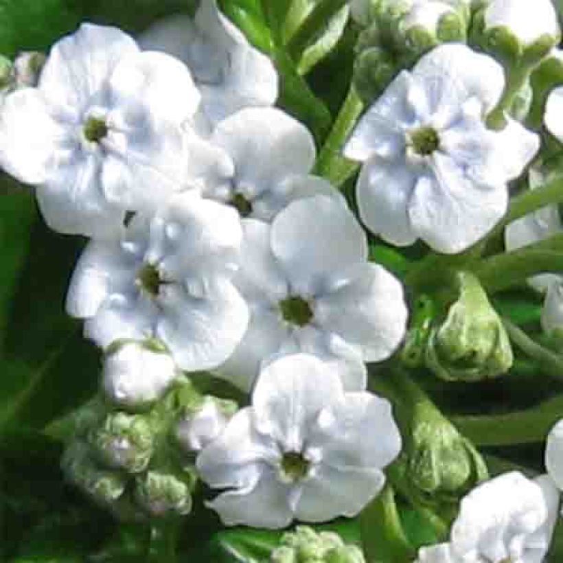 Myosotidium hortensia Alba (Fioritura)