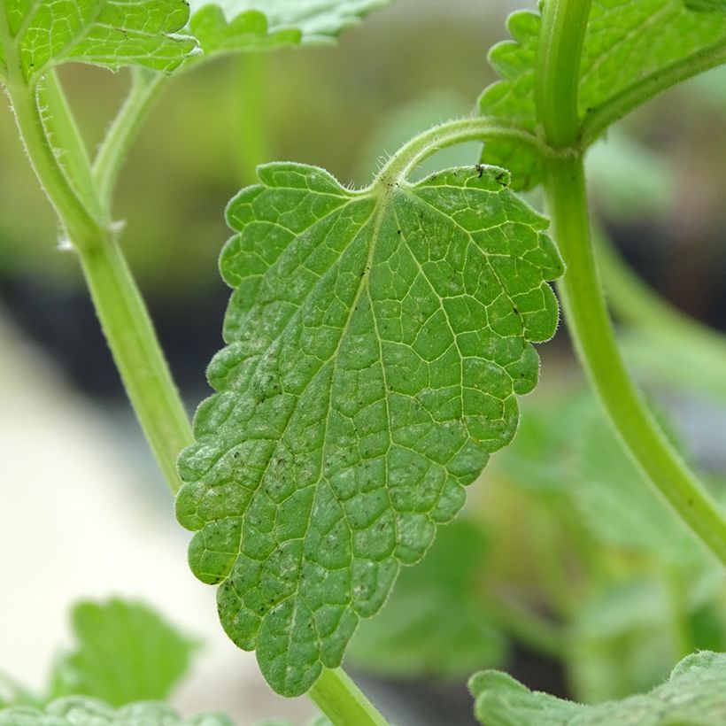 Nepeta grandiflora Zinser's Giant (Fogliame)