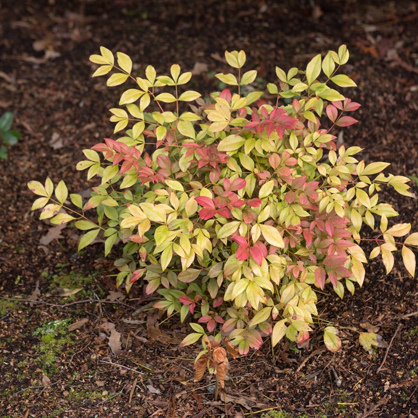 Nandina domestica Obsessed Seika (Porto)