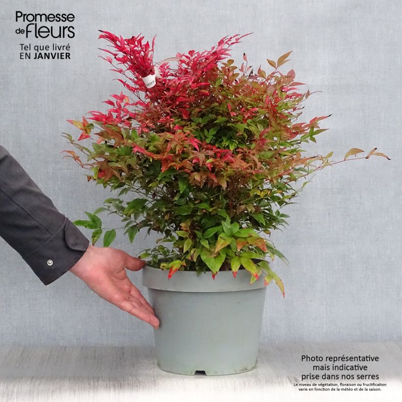 Nandina Obsessed Seika - Bambou sacré en pot de 10L esemplare consegnato in inverno