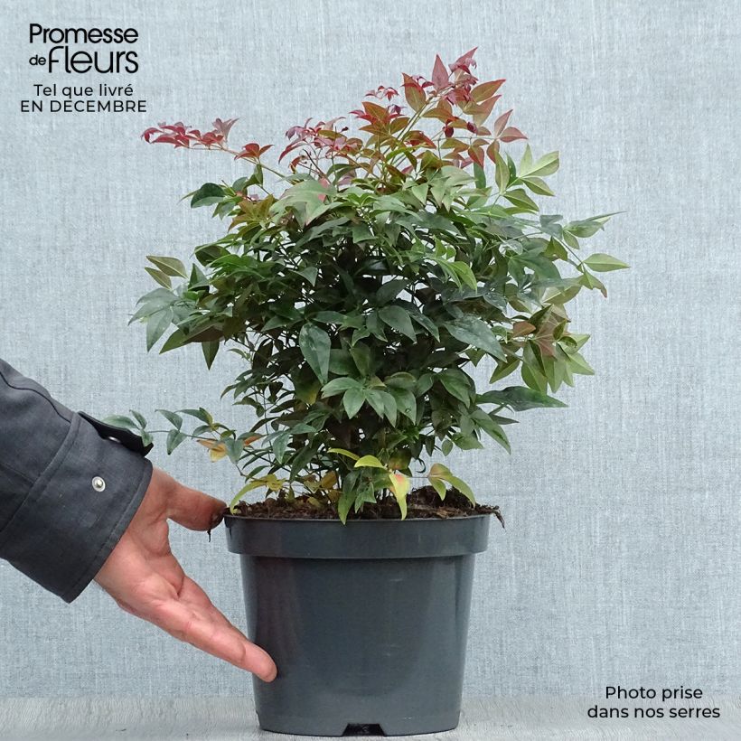 Nandina Obsessed Seika - Bambou sacré en pot de 2L/3L esemplare consegnato in inverno