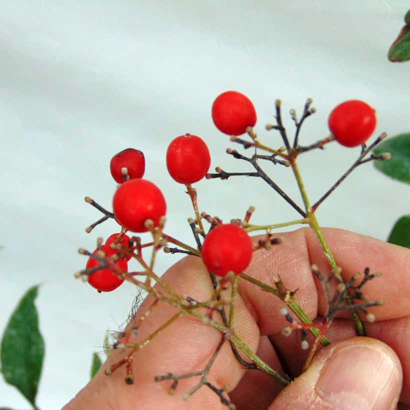 Nandina domestica - Bambù sacro (Raccolta)