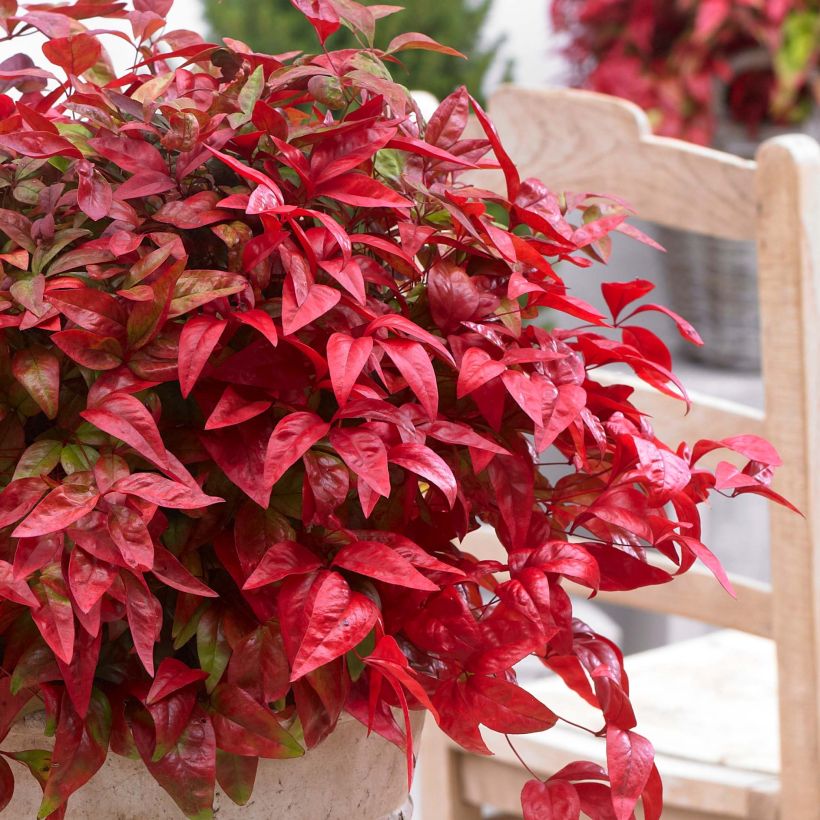 Nandina domestica Blush Pink (Fogliame)