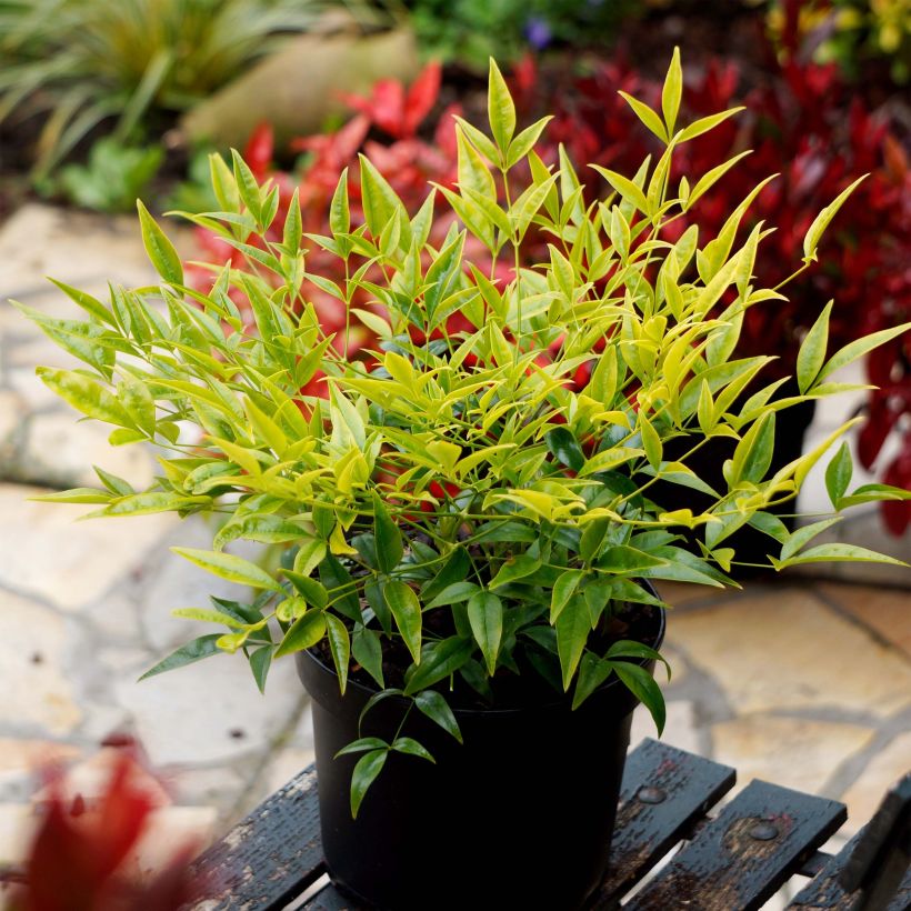 Nandina domestica Brightlight (Porto)