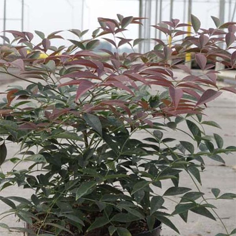 Nandina domestica FLIRT Murasaki (Fogliame)