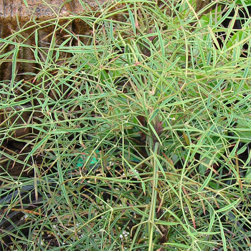 Nandina domestica Filamentosa (Fogliame)