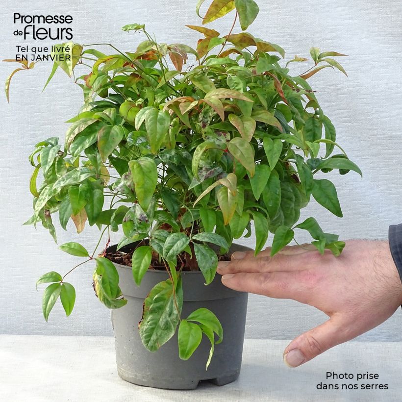 Nandina domestica  Fire Power 30/40cm en pot de 2L/3L - Bambou sacré esemplare consegnato in inverno