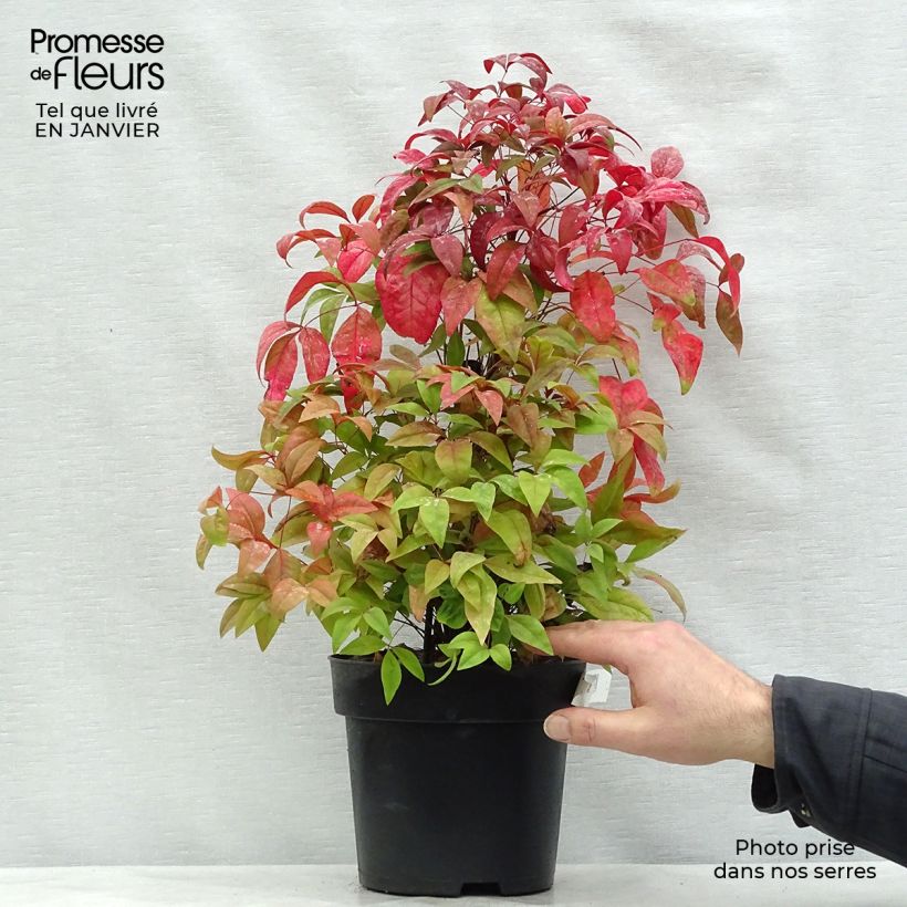 Nandina domestica Fire Power en pot de 4/5L esemplare consegnato in inverno