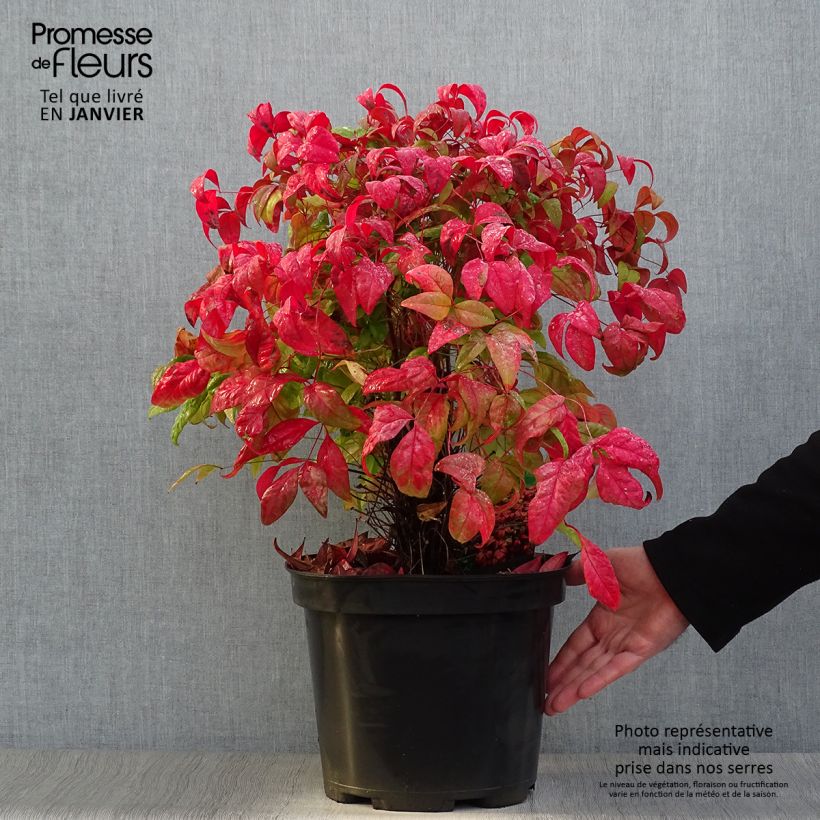 Nandina domestica Fire Power en pot de 7,5L/10L esemplare consegnato in inverno