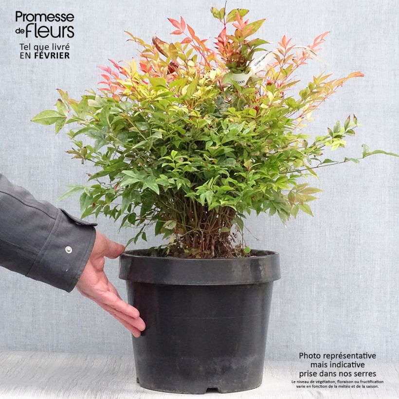 Nandina domestica Gulf Stream - Bambou sacré orange cuivre en pot de 7,5L/10L esemplare consegnato in inverno