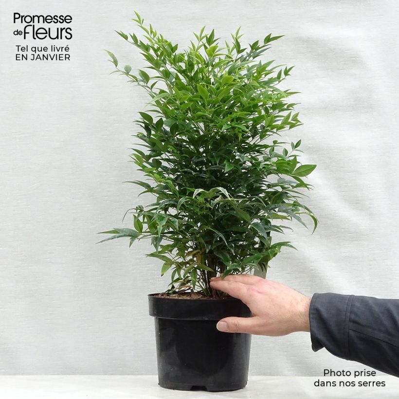 Nandina domestica Lemon Lime 20/30cm en pot de 2L/3L - Bambou sacré esemplare consegnato in inverno