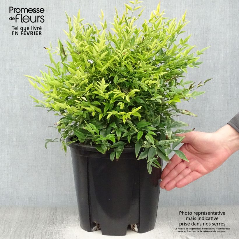 Nandina domestica Lemon Lime - Bambou sacré en pot de 7,5L/10L esemplare consegnato in inverno