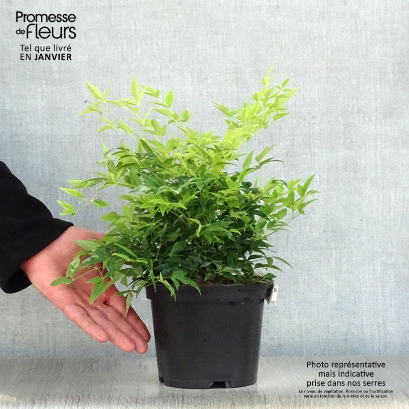 Nandina domestica Lemon Lime en pot de 4,5L - Bambou sacré esemplare consegnato in inverno