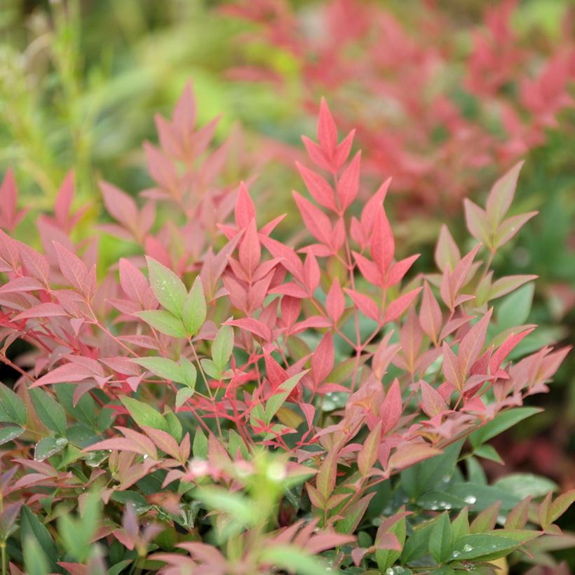 Nandina domestica Magical Sunrise (Fogliame)