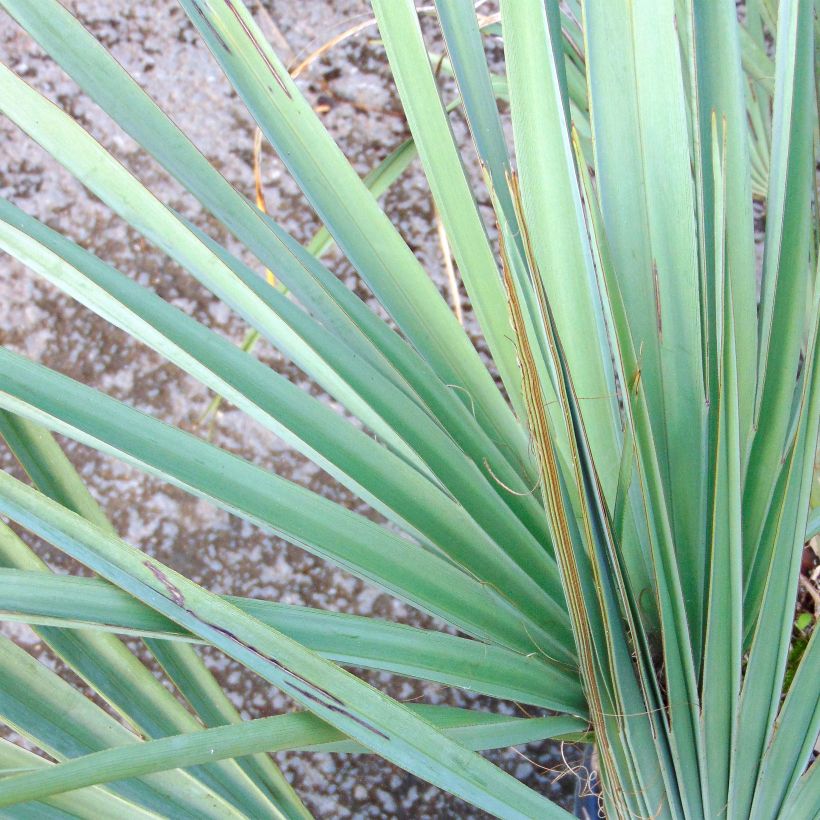 Nannorrhops ritchiana Silver (Fogliame)