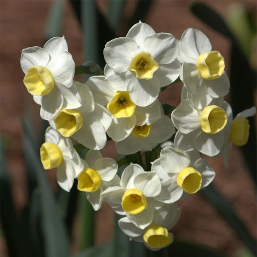 Narciso Tazetta Avalanche (Fioritura)