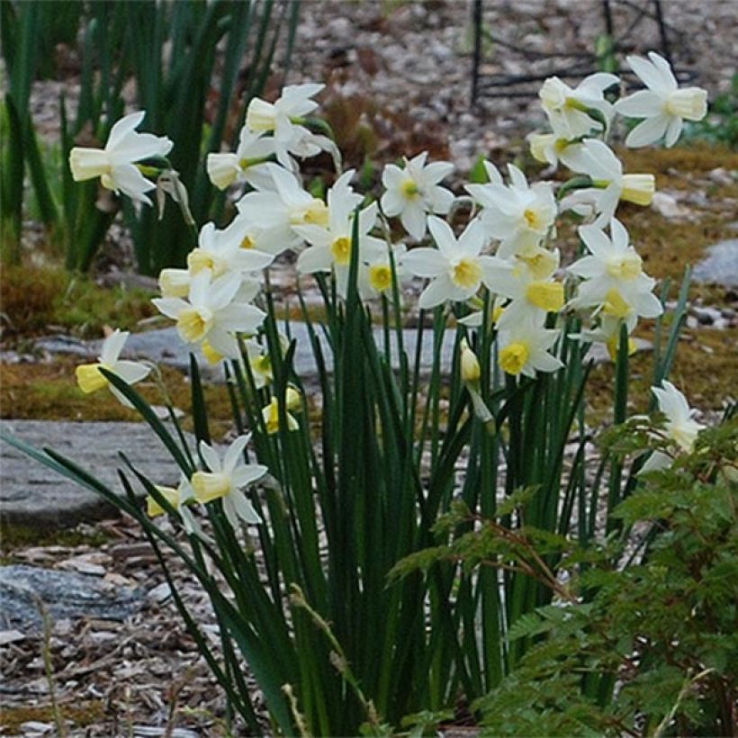 Narciso grande-coronato Bella Estrella (Fioritura)