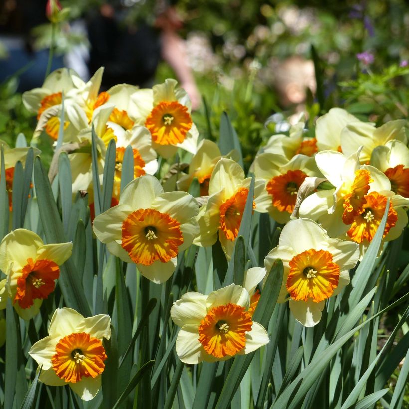 Narciso coronato Berlin (Fioritura)