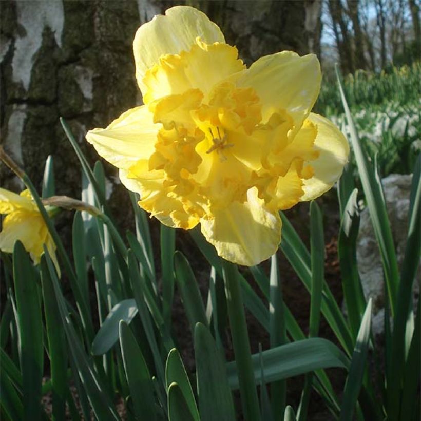 Narciso a fiore orchidea Blazing Starlet (Porto)