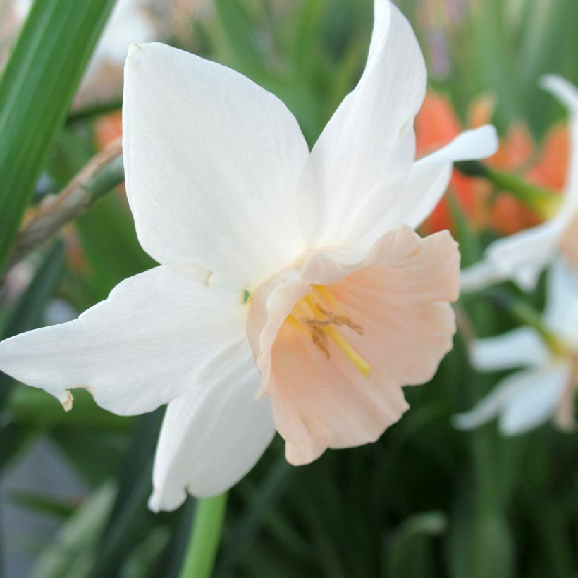 Narciso Katie Heath (Fioritura)