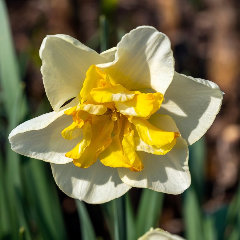 Narciso grande-coronato Lemon Beauty (Fioritura)