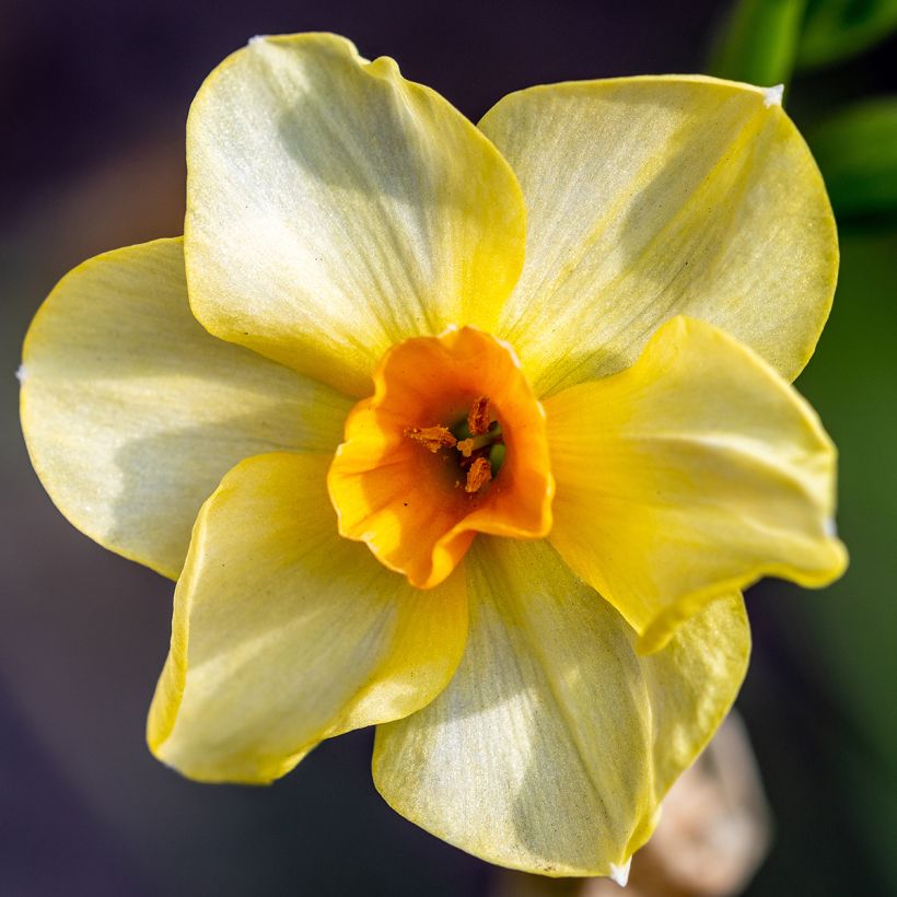 Narciso Martinette (Fioritura)