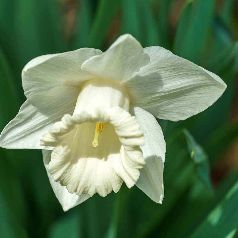 Narciso coronato Mount Hood (Fioritura)