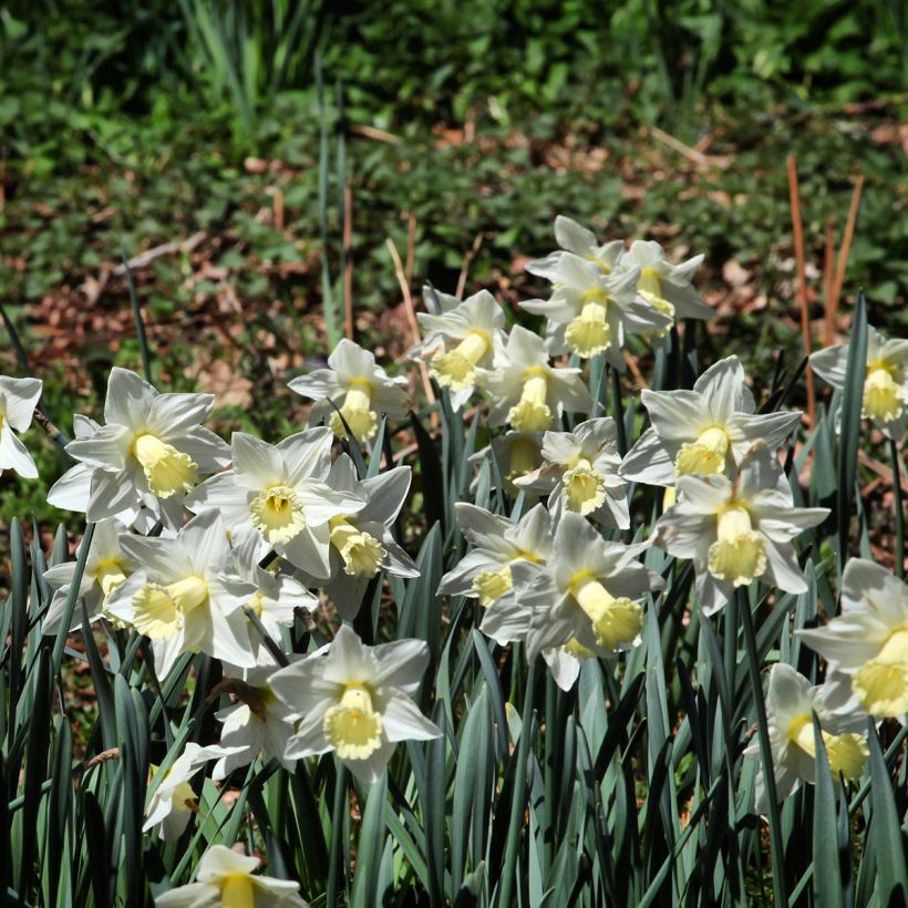 Narciso coronato Mount Hood (Porto)