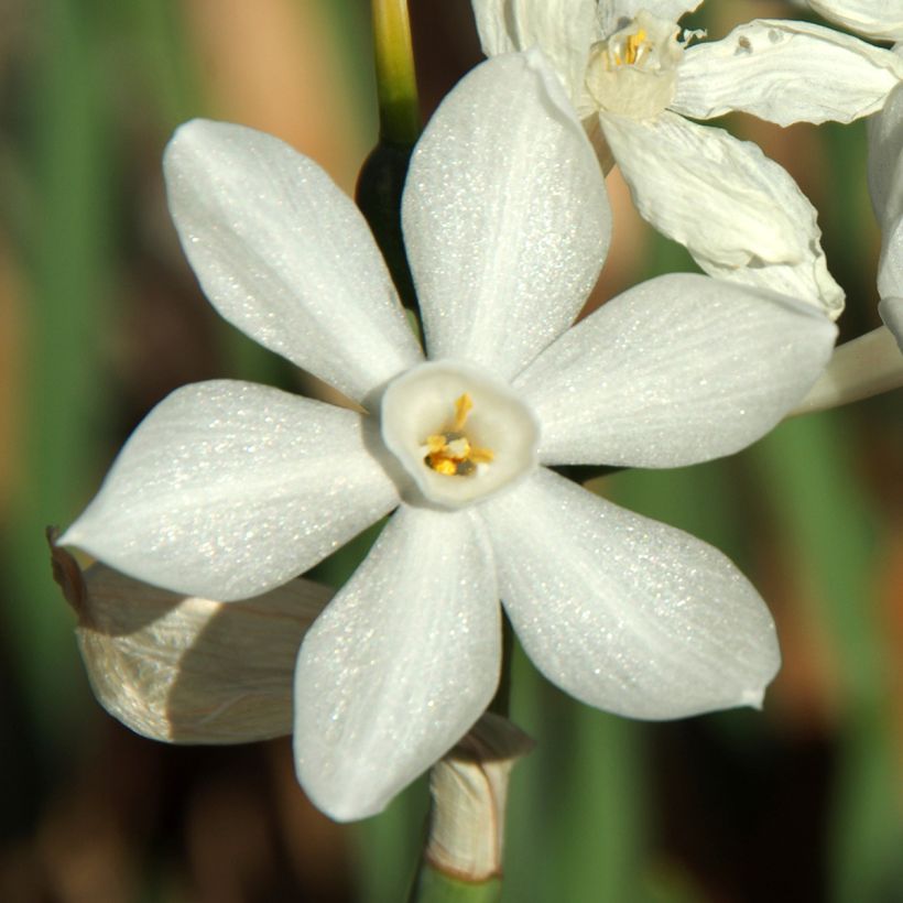 Narciso papiraceo Paperwhite (Fioritura)