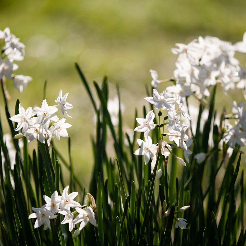 Narciso papiraceo Paperwhite (Porto)