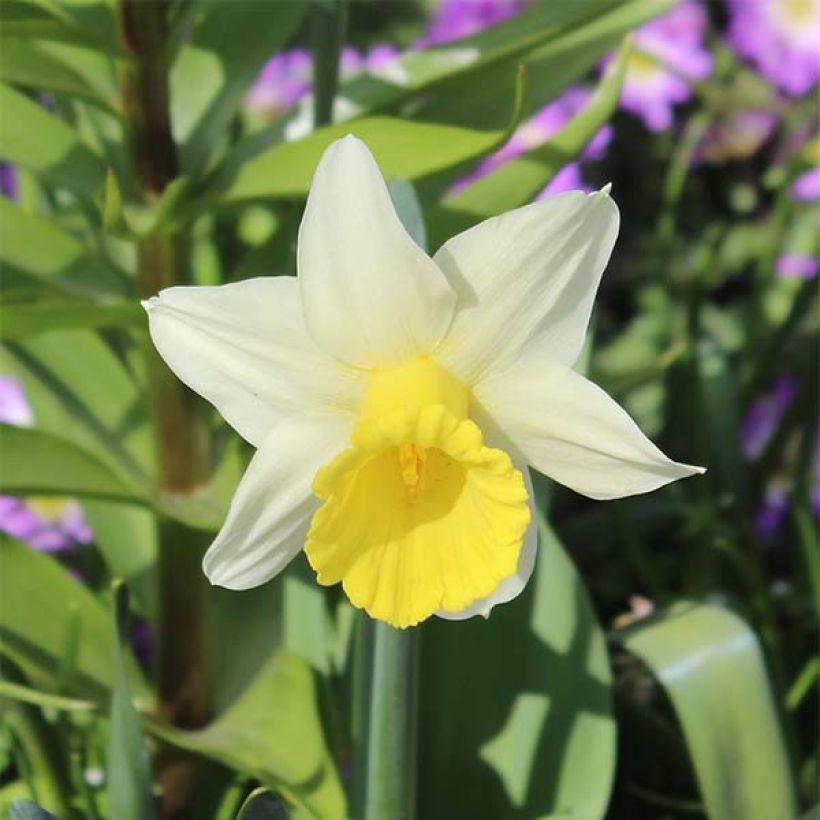 Narciso cyclamineus Peeping Jenny (Fioritura)