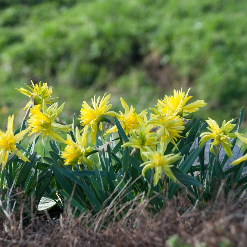 Narciso Rip van Winkle (Porto)