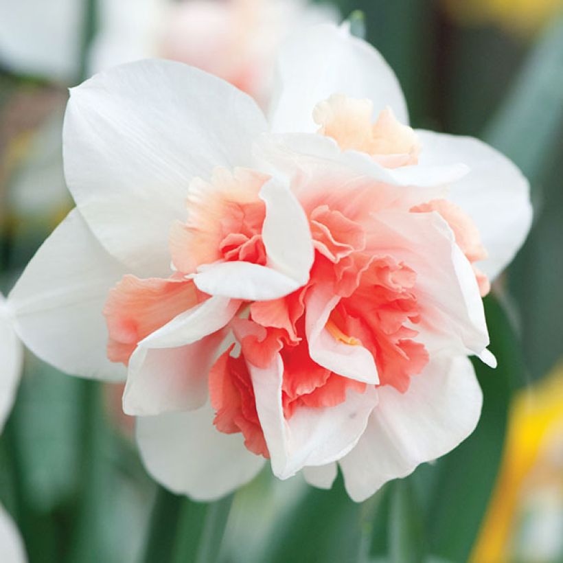 Narciso Rosy Cloud (Fioritura)