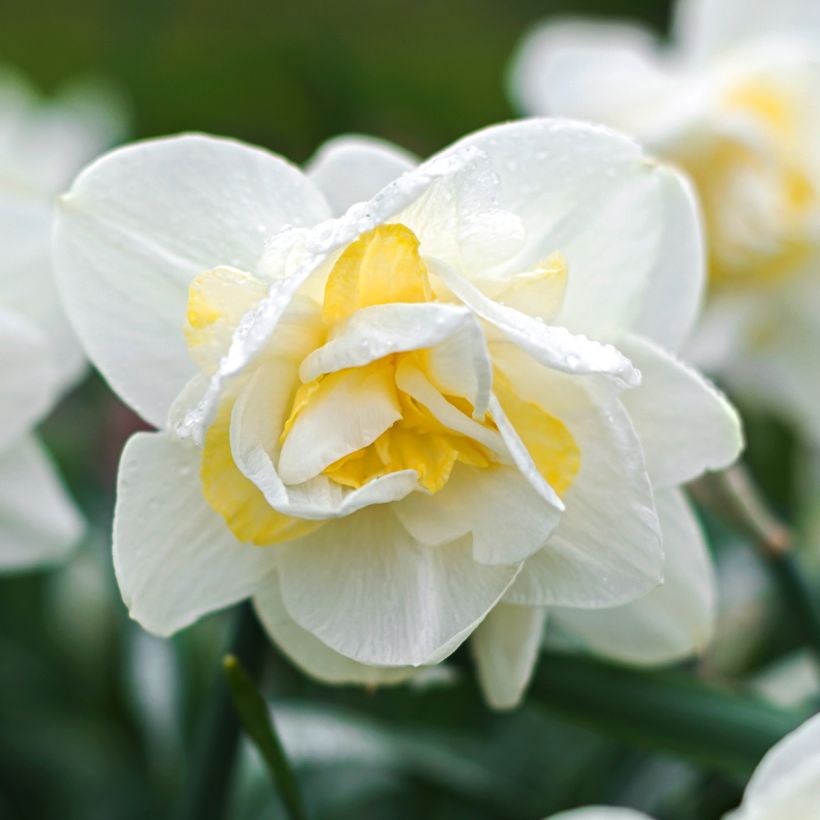 Narciso White Lion (Fioritura)