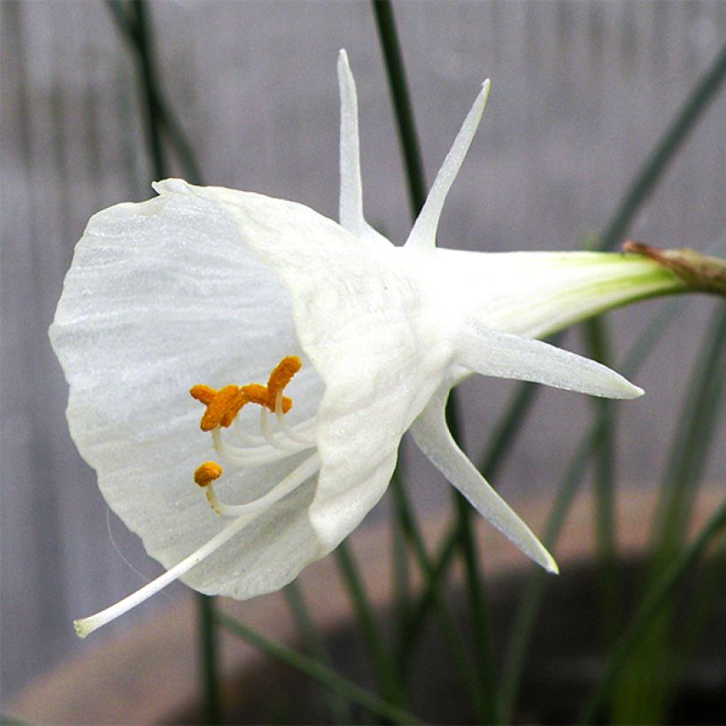 Narcissus bulbocodium Cantabricus (Fioritura)