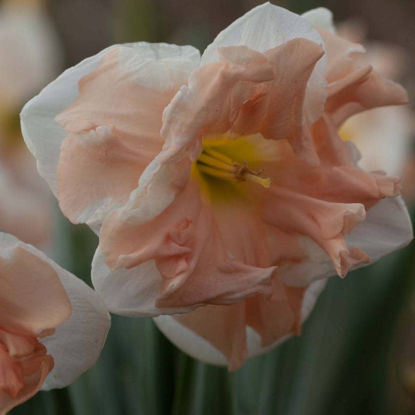 Narciso Apricot Whirl (Fioritura)