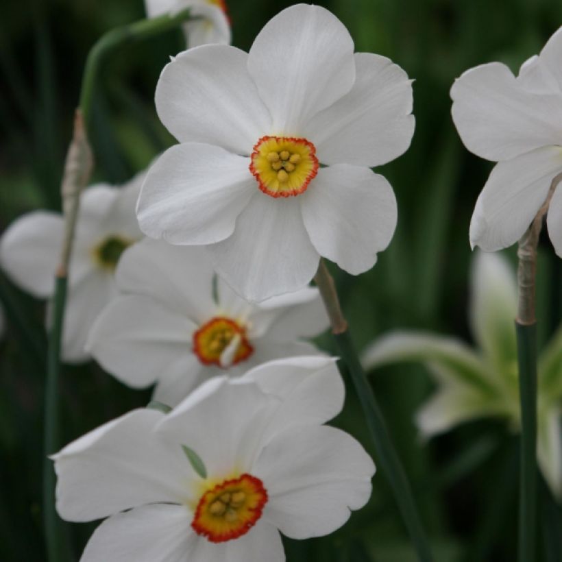 Narciso Actaea (Fioritura)