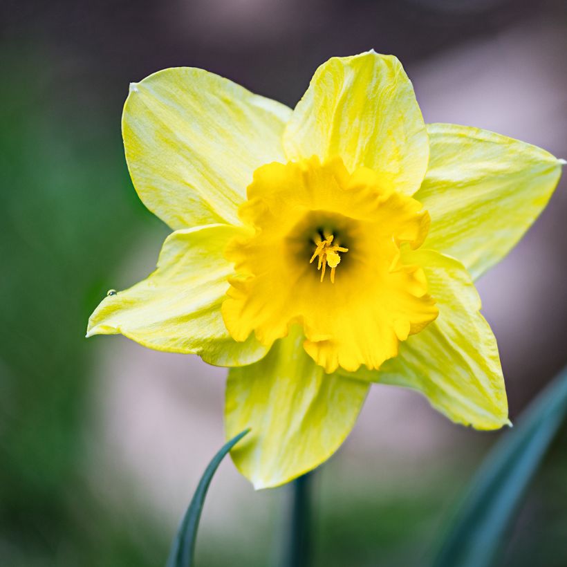 Narciso trombone (Fioritura)