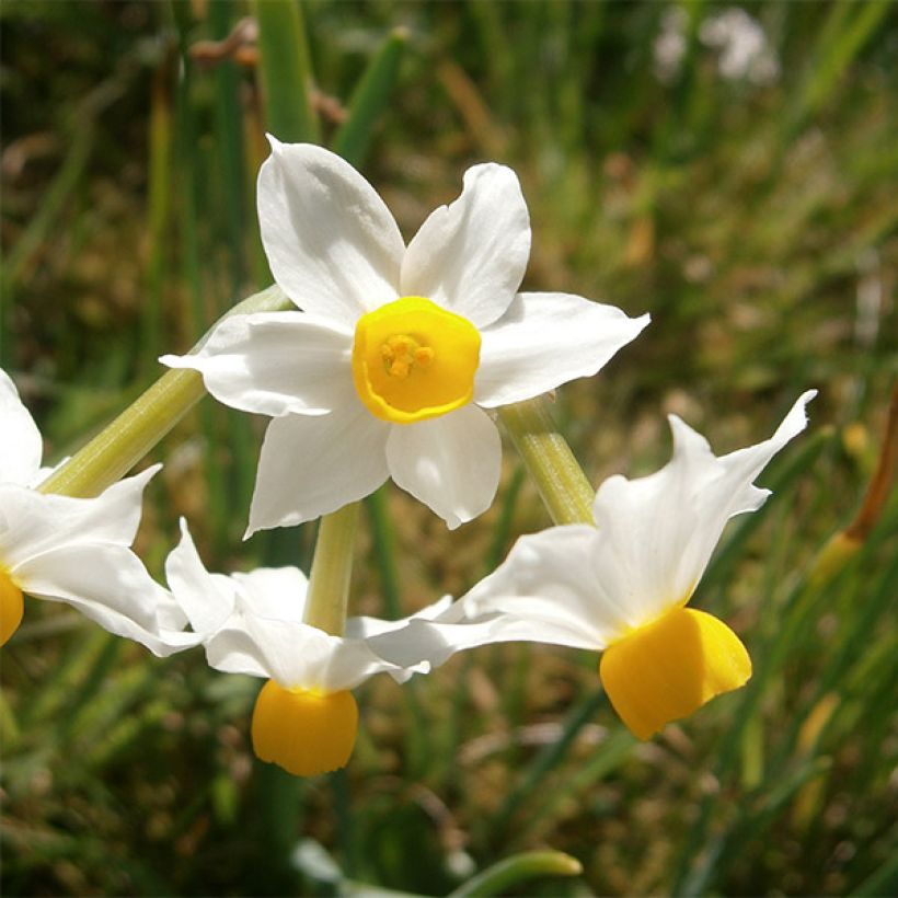 Narciso Tazetta Canaliculatus (Fioritura)