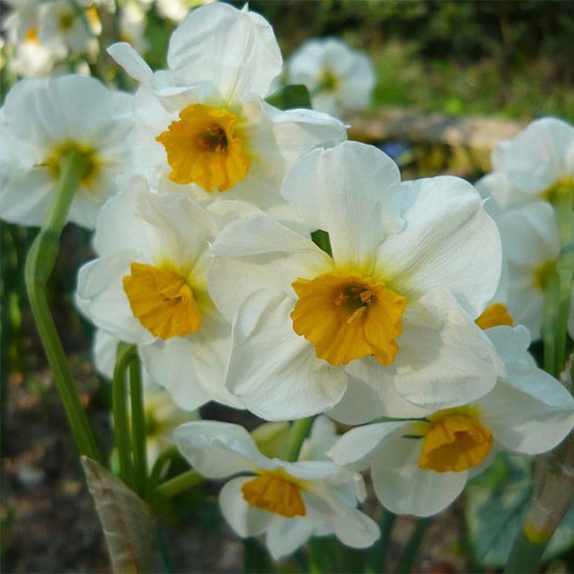 Narciso Tazetta Laurens Koster (Fioritura)