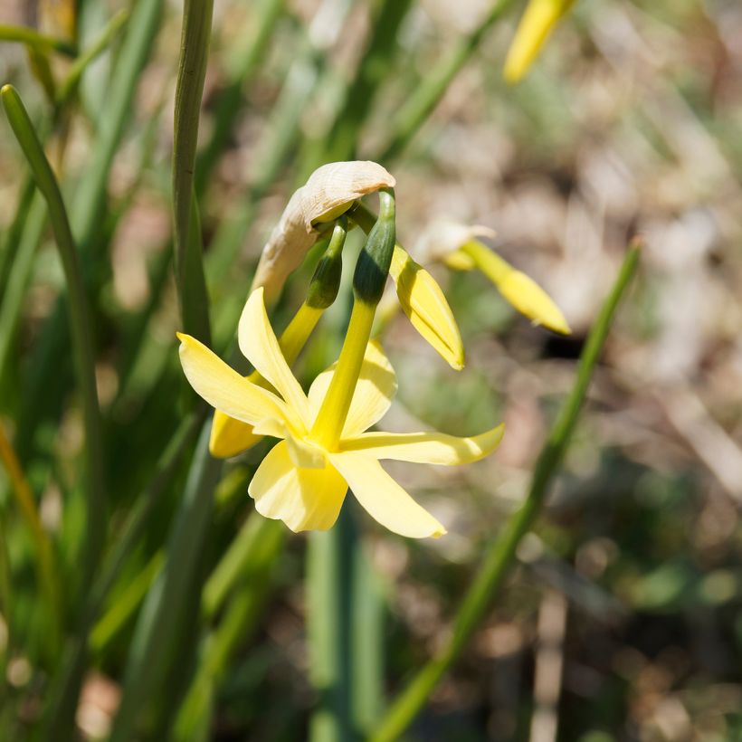 Narcissus triandrus Hawera (Fioritura)