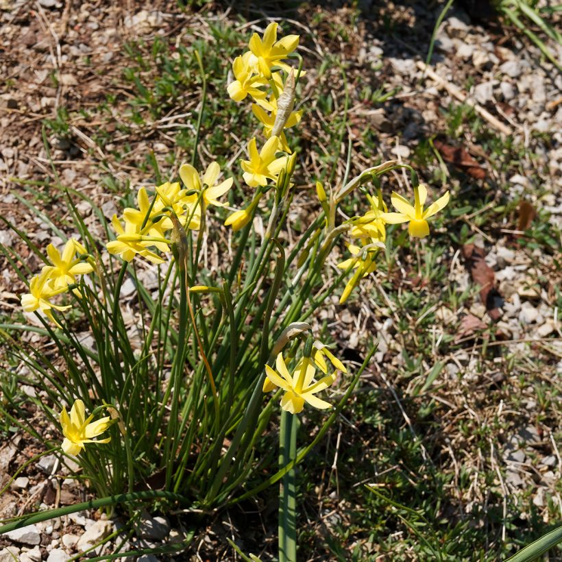 Narcissus triandrus Hawera (Porto)