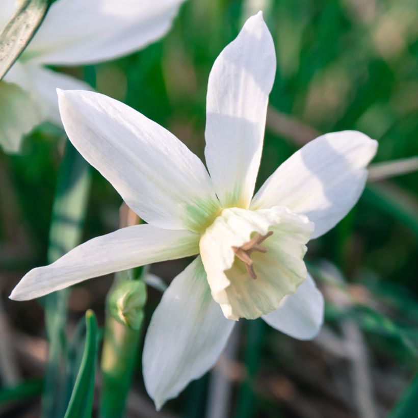 Narcissus triandrus Thalia (Fioritura)