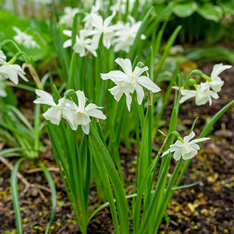 Narcissus triandrus Thalia (Porto)