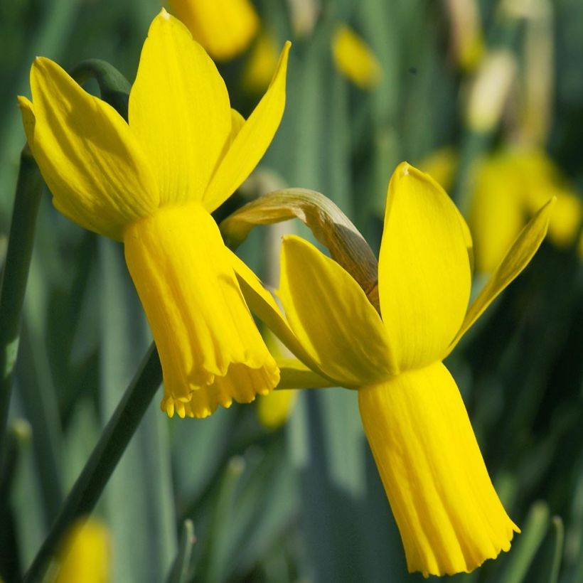 Narciso cyclamineus Rapture (Fioritura)