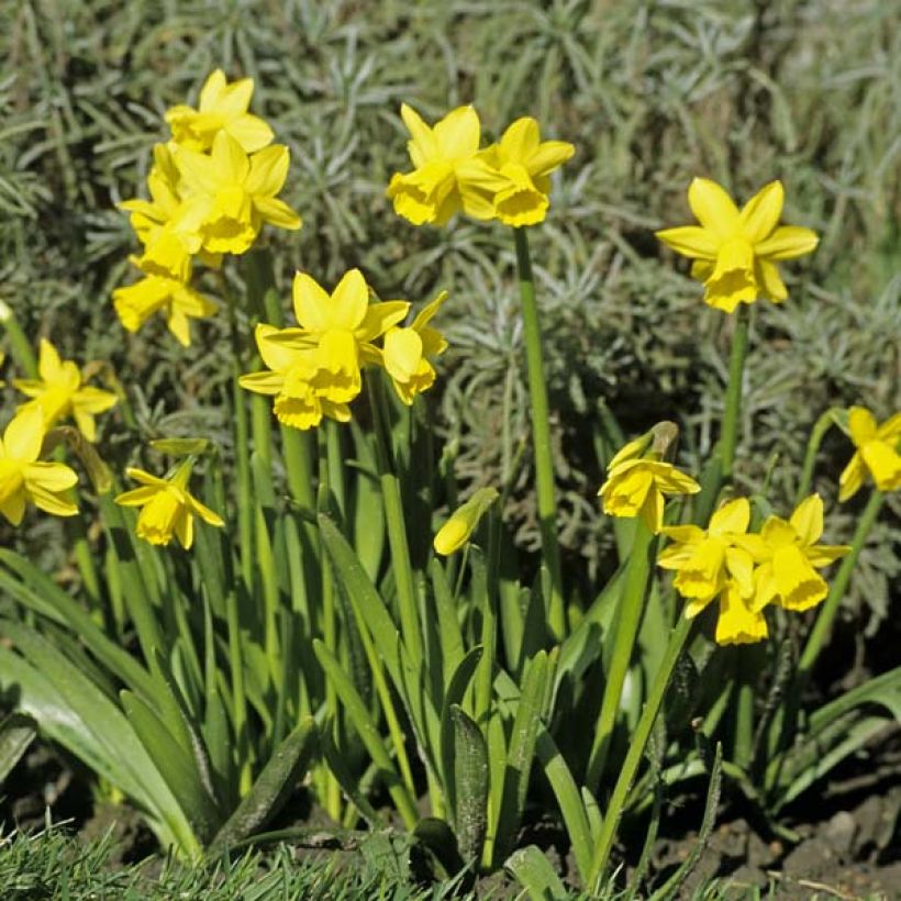 Narciso cyclamineus Tête à Tête (Porto)