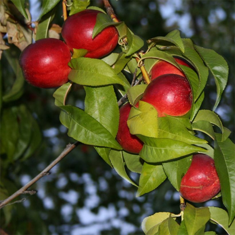 Nettarina Honey Muscat (Fioritura)