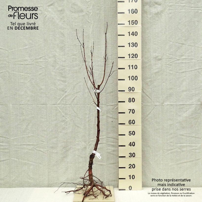 Nectarinier Nectared - Prunus persica nucipersica Scion en racines nues esemplare consegnato in inverno