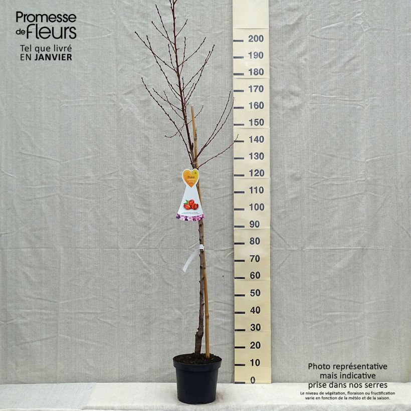 Nectarinier à fruits plats Flateryna - Prunus persica nucipersica Demi-Tige Pot de 7,5L/10L esemplare consegnato in inverno